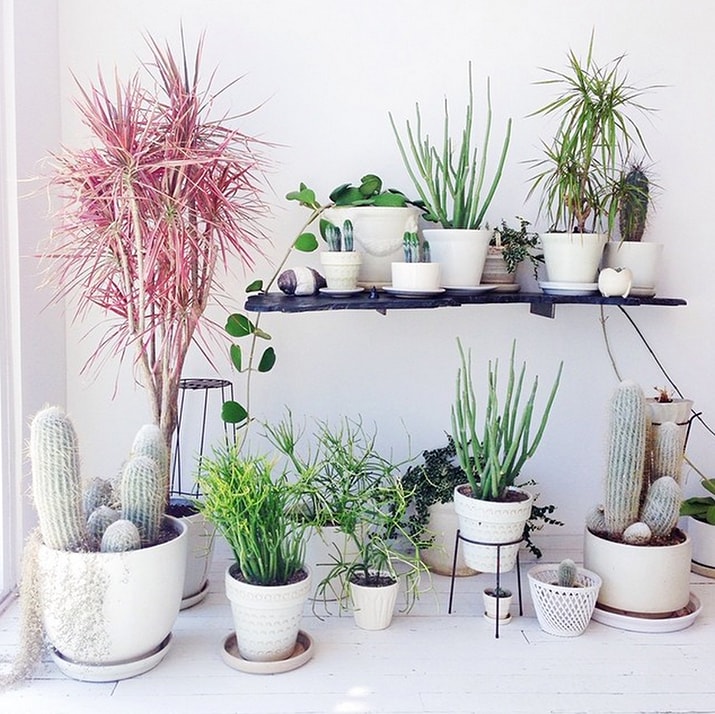 9 Ways to Decorate With Plants Melyssa Griffin