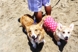 Corgi Beach Day