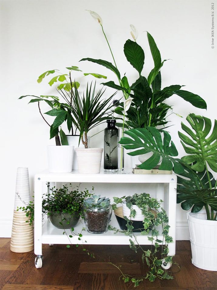 9 Gorgeous Ways to Decorate With Plants - Melyssa Griffin