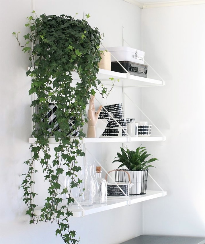 plants-home-decor-6