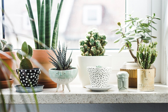 9 Gorgeous Ways To Decorate With Plants Melyssa Griffin